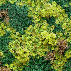 JARDIN VERTICAL 100X100CM SERIE INDIGO DONNA GARDEN