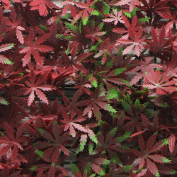 JARDIN VERTICAL 50X50CM SERIE RED MAPLE DONNA GARDEN
