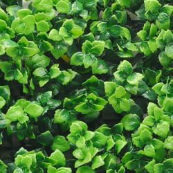 JARDIN VERTICAL 50X50CM SERIE PACHYSANDRA VERDE DONNA GARDEN